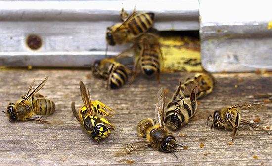 Les guêpes communes détruisent rarement les abeilles dans la ruche, mais elles peuvent parfois provoquer la mort d'une colonie affaiblie.