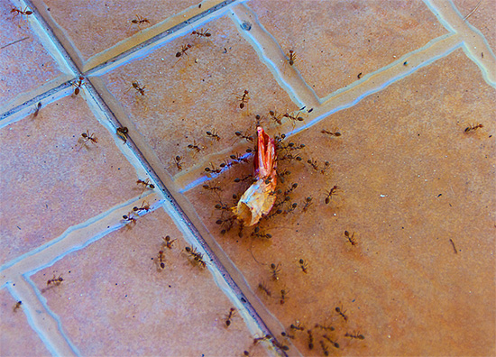 Pendant que les ouvrières se trouvent dans la cuisine, la reine des fourmis domestiques pond des œufs dans le nid...