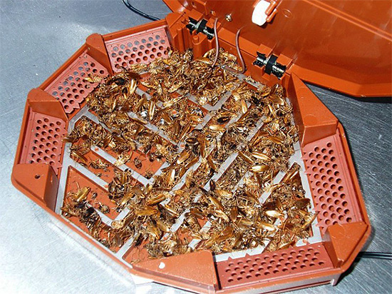 Les pièges électroniques pour blattes doivent être placés dans les zones de déplacement des insectes - dans ce cas, l'effet de l'appareil sera maximal.