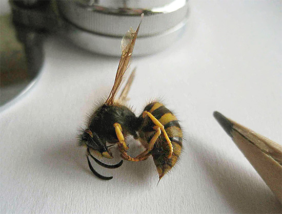 Est-il vrai que les guêpes possèdent un dard, comme les abeilles, et si oui, pourquoi ne le laissent-elles pas dans la peau lors d'une piqûre ? Voyons cela... Est-il vrai que les guêpes possèdent un dard, comme les abeilles, et si oui, pourquoi ne le laissent-elles pas dans la peau lors d'une piqûre ? Voyons cela...