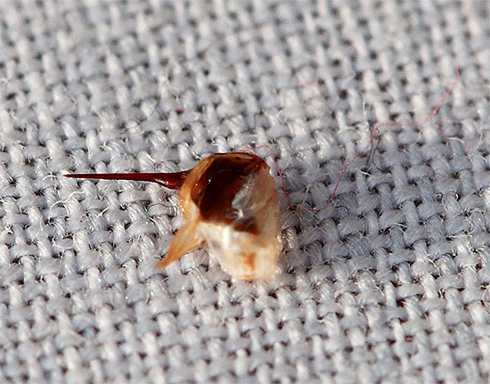Exemple d'un dard d'abeille détaché avec une partie du corps de l'insecte. Exemple d'un dard d'abeille détaché avec une partie du corps de l'insecte.