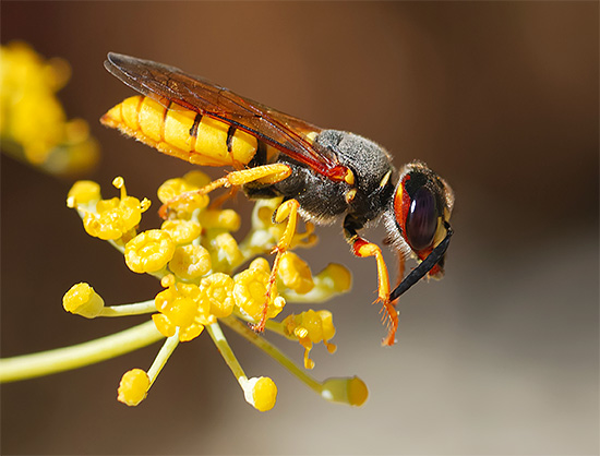 Philanthe (autrement appelé loup des abeilles). Philanthe (autrement appelé loup des abeilles).
