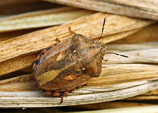 Punaise des céréales Punaise des céréales