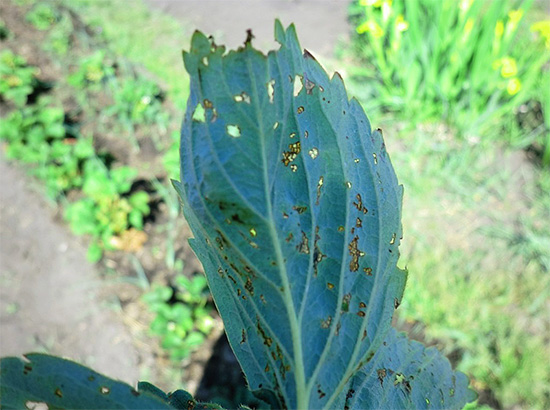 Si les mesures ne sont pas prises à temps, les punaises de jardin peuvent causer des dommages considérables aux cultures. Si les mesures ne sont pas prises à temps, les punaises de jardin peuvent causer des dommages considérables aux cultures.