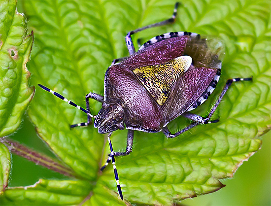 Certaines punaises de jardin sont assez vivement colorées... Certaines punaises de jardin sont assez vivement colorées...