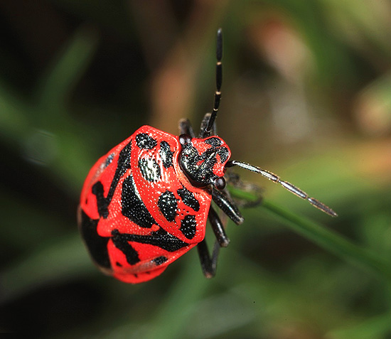 L'insecte montré sur la photo peut tout à fait être appelé punaise de jardin. L'insecte montré sur la photo peut tout à fait être appelé punaise de jardin.