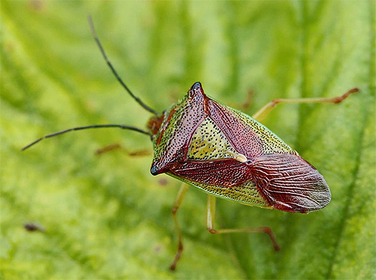 Punaise de jardin sur une feuille de chou. Punaise de jardin sur une feuille de chou.