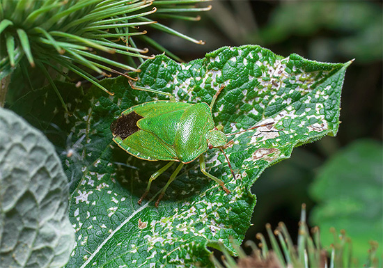 La punaise verte des bois peut endommager les plantes cultivées. La punaise verte des bois peut endommager les plantes cultivées.