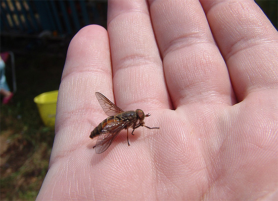 Grâce à une lampe anti-insectes, vous pouvez lutter, par exemple, contre les mouches et les taons dans les fermes. Grâce à une lampe anti-insectes, vous pouvez lutter, par exemple, contre les mouches et les taons dans les fermes.