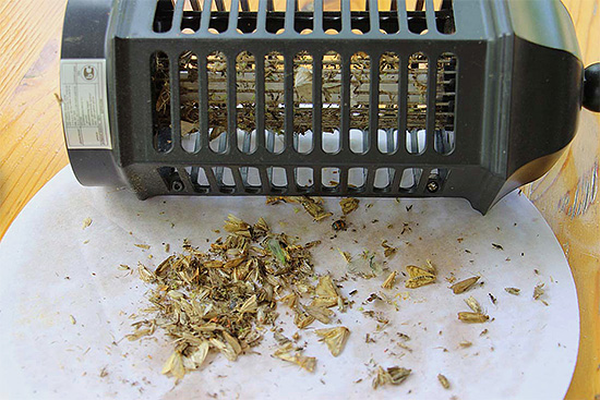 La photo montre les restes d'insectes détruits par la lampe. La photo montre les restes d'insectes détruits par la lampe.