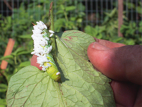 La photo montre un exemple de parasitisme de larves d'une espèce de guêpe sur un autre insecte. La photo montre un exemple de parasitisme de larves d'une espèce de guêpe sur un autre insecte.