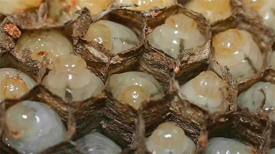 Larves de guêpes dans les alvéoles du nid. Larves de guêpes dans les alvéoles du nid.