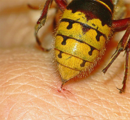 Contrairement aux abeilles, les guêpes peuvent piquer plusieurs fois, car elles ne laissent pas leur dard dans la peau de la victime. Contrairement aux abeilles, les guêpes peuvent piquer plusieurs fois, car elles ne laissent pas leur dard dans la peau de la victime.