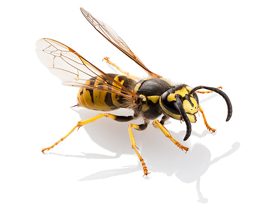Le venin des guêpes en papier communes ressemble beaucoup au venin des abeilles, des frelons et des bourdons, mais il a aussi ses propres particularités. Le venin des guêpes en papier communes ressemble beaucoup au venin des abeilles, des frelons et des bourdons, mais il a aussi ses propres particularités.