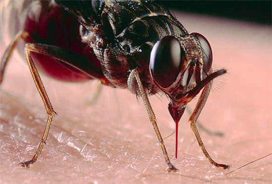 Avant de traiter les conséquences des piqûres d'insectes, il est très important de déterminer d'abord qui vous a piqué, car les moyens et les méthodes d'aide peuvent varier considérablement selon les cas. Avant de traiter les conséquences des piqûres d'insectes, il est très important de déterminer d'abord qui vous a piqué, car les moyens et les méthodes d'aide peuvent varier considérablement selon les cas.