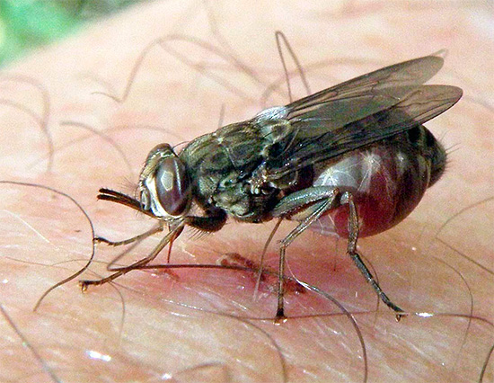 De nombreux insectes sont porteurs d'agents pathogènes responsables de maladies dangereuses, et sans traitement, leurs piqûres peuvent entraîner des conséquences très graves... De nombreux insectes sont porteurs d'agents pathogènes responsables de maladies dangereuses, et sans traitement, leurs piqûres peuvent entraîner des conséquences très graves...