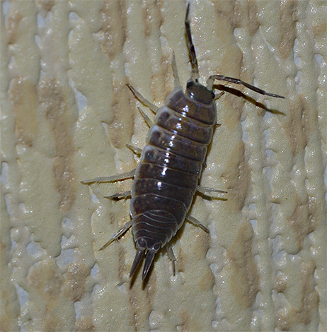 Ces petits crustacés ne peuvent vivre normalement que dans des pièces très humides, par exemple là où les tuyaux fuient constamment. Ces petits crustacés ne peuvent vivre normalement que dans des pièces très humides, par exemple là où les tuyaux fuient constamment.