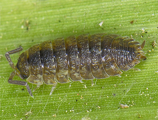 Parfois, les cloportes peuvent endommager des plantes encore vivantes, leur causant ainsi du tort. Parfois, les cloportes peuvent endommager des plantes encore vivantes, leur causant ainsi du tort.
