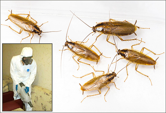 Si vous envisagez de commander un traitement de votre local contre les insectes (ou souhaitez effectuer vous-même la désinsectisation), il sera utile, pour commencer, de connaître certaines nuances pratiques importantes concernant cette procédure...