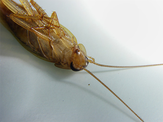 La plupart des insecticides modernes agissent sur le système nerveux des insectes, provoquant une paralysie, puis la mort.
