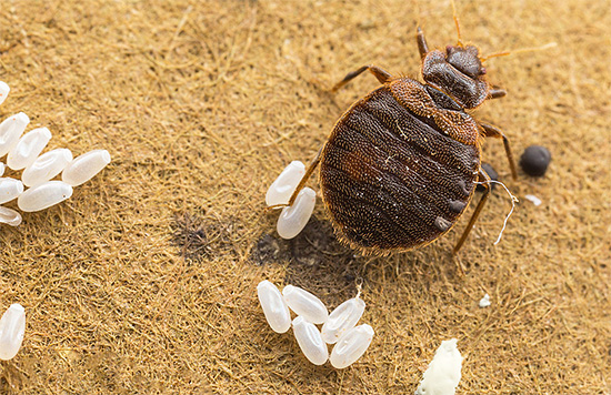 Un seul traitement de la pièce contre les punaises n'est pas suffisant, car les œufs des parasites survivent dans la plupart des cas.