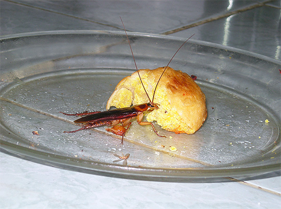 Lorsqu'il y a un grand nombre d'insectes dans la maison, le traitement du local doit être complet, car sinon l'effet risque d'être très limité.