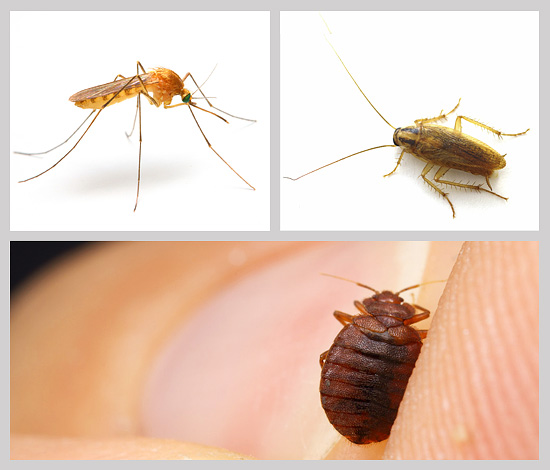 Choisir le produit anti-insectes adapté pour la maison, le jardin ou l'appartement n'est pas toujours une tâche facile, examinons donc cette question plus en détail... Choisir le produit anti-insectes adapté pour la maison, le jardin ou l'appartement n'est pas toujours une tâche facile, examinons donc cette question plus en détail...