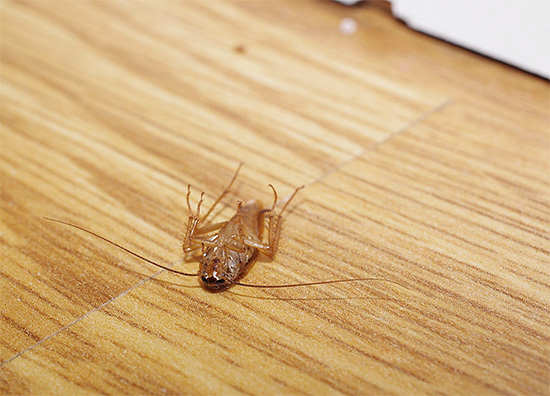 Si vous souhaitez vous débarrasser rapidement des insectes dans votre maison, vous devez dès le départ acheter des produits à action rapide. Si vous souhaitez vous débarrasser rapidement des insectes dans votre maison, vous devez dès le départ acheter des produits à action rapide.