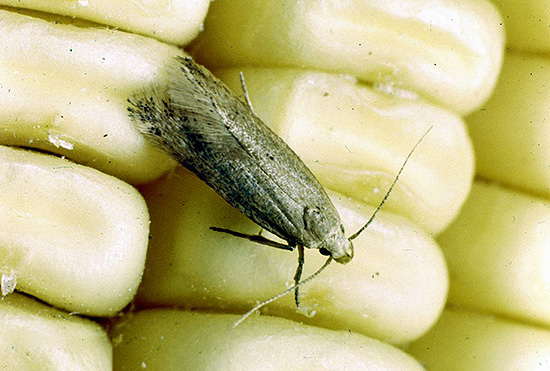 Lutter contre les mites alimentaires à la maison est généralement plus difficile que contre les mites des vêtements. Lutter contre les mites alimentaires à la maison est généralement plus difficile que contre les mites des vêtements.