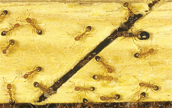 Les surfaces traitées avec le produit Get conservent leur effet sur les insectes pendant longtemps. Les surfaces traitées avec le produit Get conservent leur effet sur les insectes pendant longtemps.