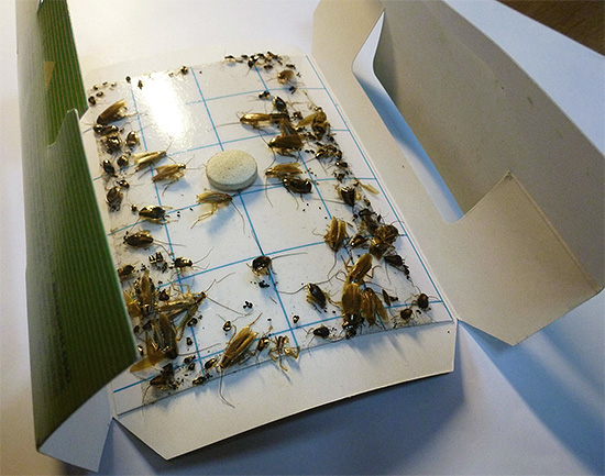 Exemple de piège à glue pour blattes... Exemple de piège à glue pour blattes