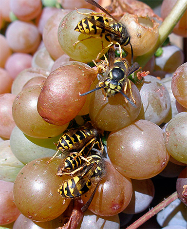 Sur la photo, des guêpes se nourrissant du jus des baies de raisin. Sur la photo, des guêpes se nourrissant du jus des baies de raisin.
