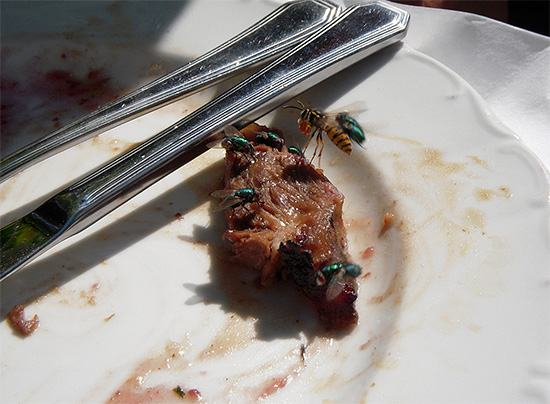En regardant cette photo, on pourrait avoir l'impression que les guêpes mangent aussi de la viande. En regardant cette photo, on pourrait avoir l'impression que les guêpes mangent aussi de la viande.