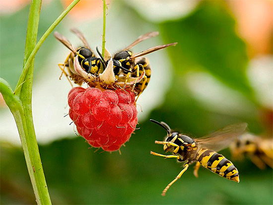 Sur un terrain de jardin, on rencontre souvent des guêpes sur les framboises. Sur un terrain de jardin, on rencontre souvent des guêpes sur les framboises.