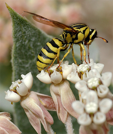 Les guêpes des fleurs se nourrissent du nectar des plantes. Les guêpes des fleurs se nourrissent du nectar des plantes.
