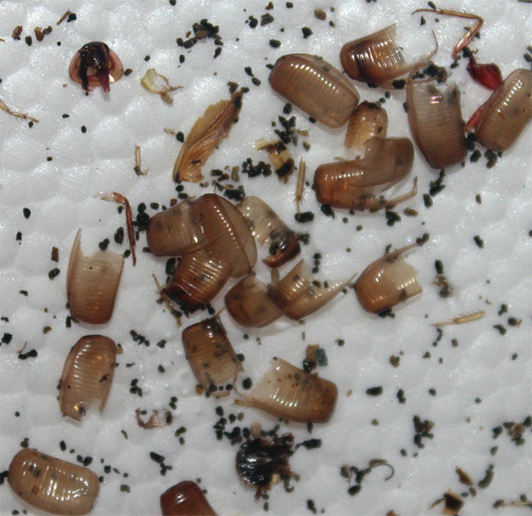 Des oothèques vides de blattes dans un appartement sont le signe que les insectes y prospèrent et s'y reproduisent depuis très longtemps.