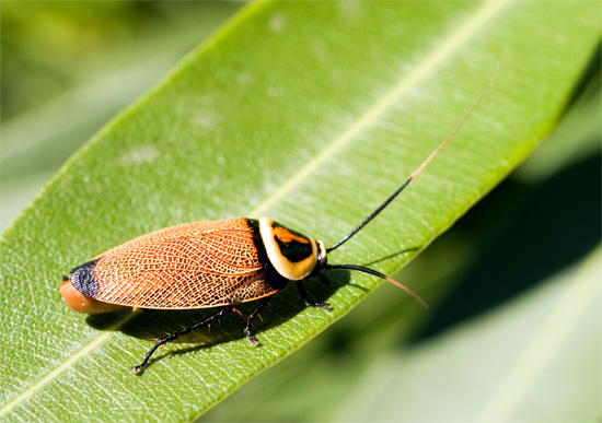 Les cafards, étant originaires des forêts tropicales, sont très dépendants des sources d'eau (la photo montre un cafard de brousse australien).