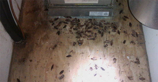 Des cafards près de la hotte de la cuisine