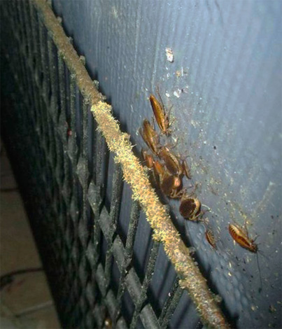 Cafards sur le mur de l'entrée