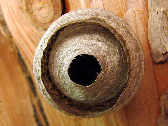 La photo montre un nid de guêpes sous le toit d'une maison en bois.