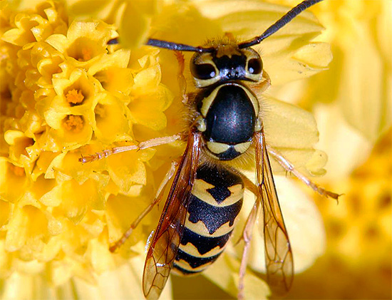 Il faut se souvenir que les guêpes, en général, ne sont pas des insectes nuisibles et peuvent même apporter beaucoup de bienfaits dans un potager.