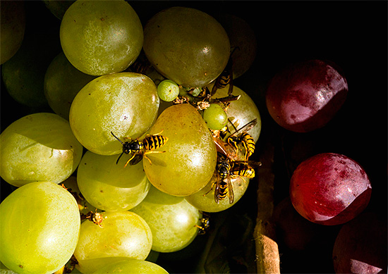Parfois, les guêpes n'installent pas leur nid sur votre terrain, mais viennent simplement se régaler, par exemple, de raisins ou de prunes tombées.