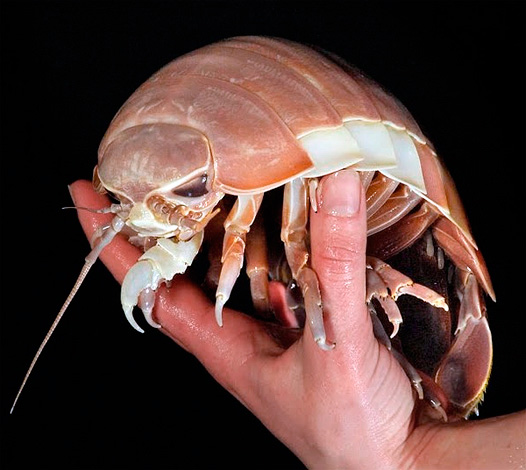 Parlons des soi-disant cloportes géants : que sont ces créatures et où peut-on les rencontrer dans le monde ? Parlons des soi-disant cloportes géants : que sont ces créatures et où peut-on les rencontrer dans le monde ?
