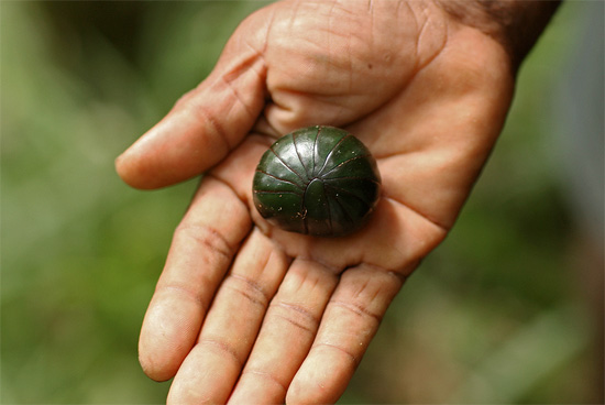 Le mille-pattes de la famille des Glomeridae se distingue des cloportes - on voit bien le grand bouclier postérieur (à gauche). Le mille-pattes de la famille des Glomeridae se distingue des cloportes - on voit bien le grand bouclier postérieur (à gauche).