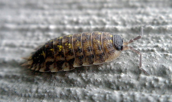 Chez certains représentants de Porcellio spinicornis, les taches jaunes peuvent être presque invisibles. Chez certains représentants de Porcellio spinicornis, les taches jaunes peuvent être presque invisibles.