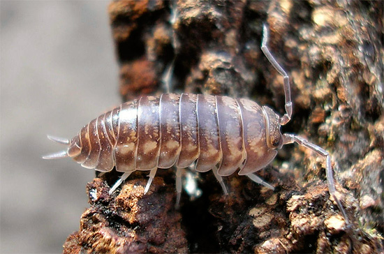 Une caractéristique distinctive des cloportes de l'espèce Cylisticus convexus est la présence de cerques prononcés à l'extrémité de l'abdomen. Une caractéristique distinctive des cloportes de l'espèce Cylisticus convexus est la présence de cerques prononcés à l'extrémité de l'abdomen.