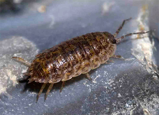 Les cloportes ont une carapace assez large et dure, et un corps court et quelque peu aplati. Les cloportes ont une carapace assez large et dure, et un corps court et quelque peu aplati.