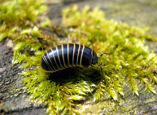 Une autre espèce de mille-pattes tropical, semblable à un cloporte exotique. Une autre espèce de mille-pattes tropical, semblable à un cloporte exotique.