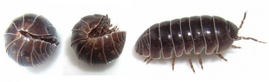La capacité des cloportes armadilles à se rouler en boule est très caractéristique et leur sauve souvent la vie. La capacité des cloportes armadilles à se rouler en boule est très caractéristique et leur sauve souvent la vie.