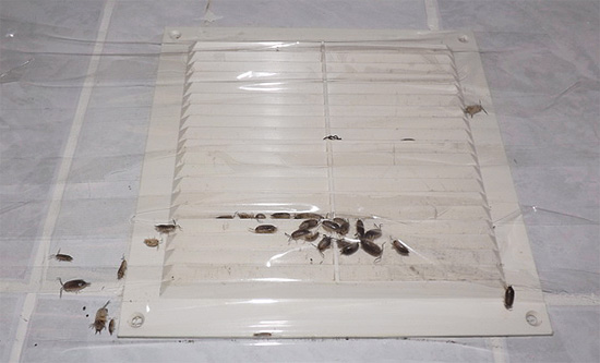 Exemple de la façon dont les cloportes peuvent pénétrer dans un appartement depuis le grenier par le système de ventilation. Exemple de la façon dont les cloportes peuvent pénétrer dans un appartement depuis le grenier par le système de ventilation.
